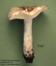 바랜황변무당버섯 (Russula subdepallens Peck)
