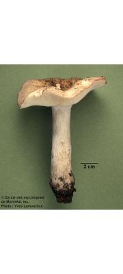 바랜황변무당버섯 (Russula subdepallens Peck)
