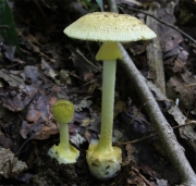 선흘광대버섯 (Amanita pseudogemmata Hongo)