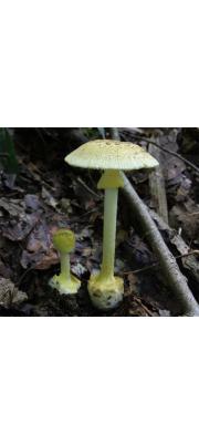 선흘광대버섯 (Amanita pseudogemmata Hongo)