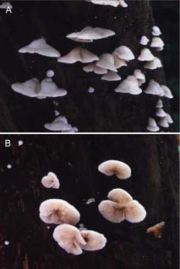 먼지귀버섯 (Crepidotus obscurus Hesler & A.H. Sm.)