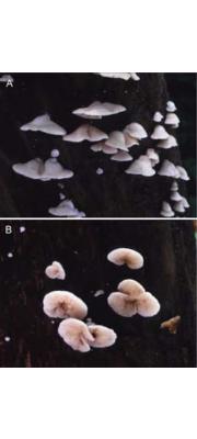 먼지귀버섯 (Crepidotus obscurus Hesler &amp; A.H. Sm.)