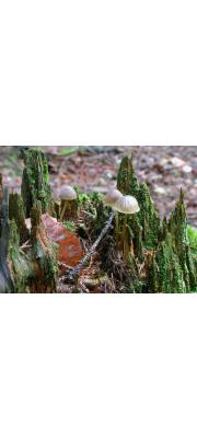 녹색변두리애주름버섯 (Mycena viridimarginata Karst.)
