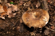 절구무당버섯아재비(절구버섯아재비) (Russula subnigricans Hongo)