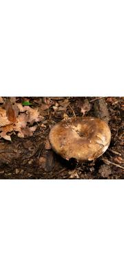 절구무당버섯아재비(절구버섯아재비) (Russula subnigricans Hongo)