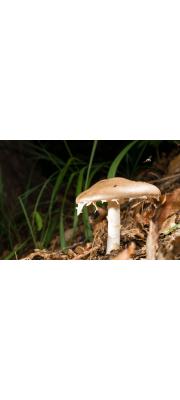 암회색광대버섯아재비 (Amanita pseudoporphyria Hongo)