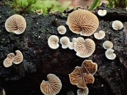 분홍주름귀버섯 (Crepidotus subverrucisporus Pilát)