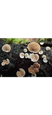 분홍주름귀버섯 (Crepidotus subverrucisporus Pilát)