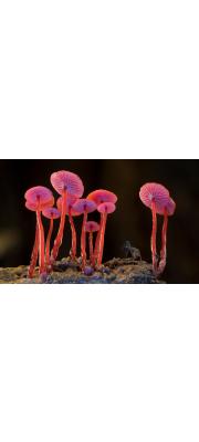 홍옥애주름버섯 (Mycena viscidocruenta Cleland)