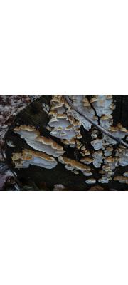 층주름구멍버섯 (Antrodia serialis (Fr.) Donk)