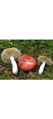 붉은무당버섯아재비 (Russula subrubens (J.E. Lange) Bon)