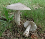 우산광대버섯아재비 (Amanita pseudovaginata Hongo)