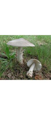 우산광대버섯아재비 (Amanita pseudovaginata Hongo)