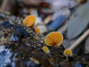 노란귀버섯 (Crepidotus sulphurinus Imaz. & Toki.)