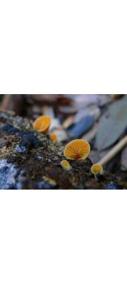 노란귀버섯 (Crepidotus sulphurinus Imaz. &amp; Toki.)