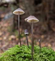 포도애주름버섯 (Mycena vitilis (Fr.) Quél.)
