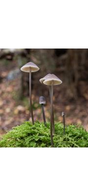 포도애주름버섯 (Mycena vitilis (Fr.) Quél.)