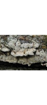 좀털주름구멍버섯 (Antrodia sinuosa (Fr.) P. Karst.)