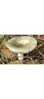 포크무당버섯(포크무당버섯아재비) (Russula subterfurcata Romagn.)