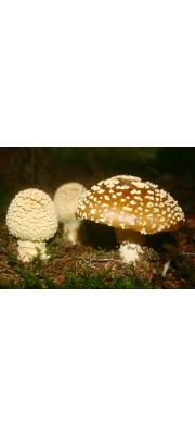 광대버섯아재비 (Amanita regalis (Fr.) Mich. > Amanita muscaria var. regalis (Fr.) Bertillon)