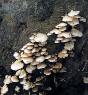 끈적귀버섯 (Crepidotus uber (Berk. & Curt.) Sacc.)
