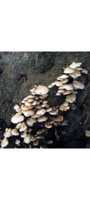 끈적귀버섯 (Crepidotus uber (Berk. &amp; Curt.) Sacc.)