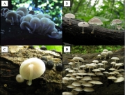 양섭애주름버섯(신칭) (Mycena yangsupensiae Soon Ja Seok)