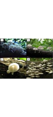 양섭애주름버섯(신칭) (Mycena yangsupensiae Soon Ja Seok)