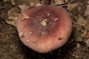 두색포도무당버섯(포도무당버섯) (Russula turci Bres.)