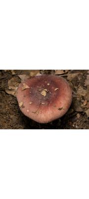 두색포도무당버섯(포도무당버섯) (Russula turci Bres.)