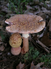 붉은점박이광대버섯(노란턱받이광대버섯) (Amanita rubescens Pers.  > Amanita rubescens Pers. var. rubescens > Amanita rubescens var. annulosulphurea Gill.)