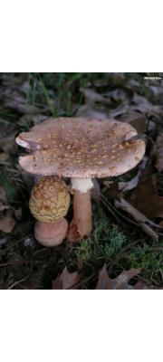 붉은점박이광대버섯(노란턱받이광대버섯) (Amanita rubescens Pers.  > Amanita rubescens Pers. var. rubescens > Amanita rubescens var. annulosulphurea Gill.)