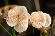 다색귀버섯 (Crepidotus variabilis (Pers.) P. Kumm.)