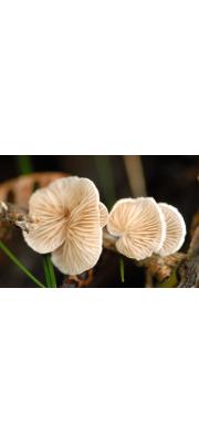 다색귀버섯 (Crepidotus variabilis (Pers.) P. Kumm.)