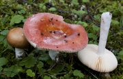 황변무당버섯 (Russula velenovskyi Melzer & Zvára)