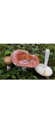 황변무당버섯 (Russula velenovskyi Melzer &amp; Zvára)
