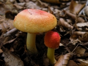 붉은주머니광대버섯 (Amanita rubrovolvata Imai)