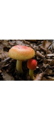 붉은주머니광대버섯 (Amanita rubrovolvata Imai)