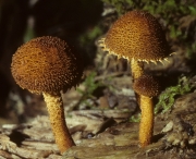 털개암버섯(수원까마귀버섯, 수원갈가마귀버섯) (Flammulaster erinaceellus (Fr.) Watl.  > Phaeomarasmius erinaceella (Pk) Sing.)
