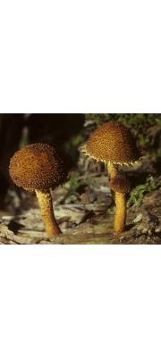 털개암버섯(수원까마귀버섯, 수원갈가마귀버섯) (Flammulaster erinaceellus (Fr.) Watl.  > Phaeomarasmius erinaceella (Pk) Sing.)