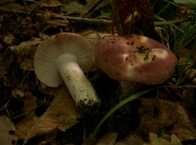 조각무당버섯 (Russula vesca Fr.)