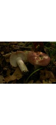조각무당버섯 (Russula vesca Fr.)
