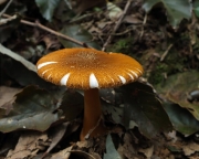 암적색분말광대버섯(암적색광대버섯) (Amanita rufoferruginea Hongo)