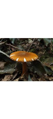 암적색분말광대버섯(암적색광대버섯) (Amanita rufoferruginea Hongo)