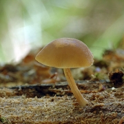 요정버섯 (Simocybe centunculus (Fr.) P. Karst.  > Simocybe centunculus (Fr.) Karst. var. centunculus)