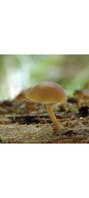 요정버섯 (Simocybe centunculus (Fr.) P. Karst.  > Simocybe centunculus (Fr.) Karst. var. centunculus)
