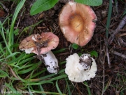 황칠나무무당버섯 (Russula veternosa Fr.)