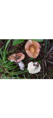 황칠나무무당버섯 (Russula veternosa Fr.)