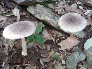 노을광대버섯 (Amanita sepiaceae S. Imai 노을광대버섯)