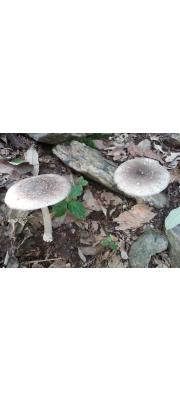노을광대버섯 (Amanita sepiaceae S. Imai 노을광대버섯)